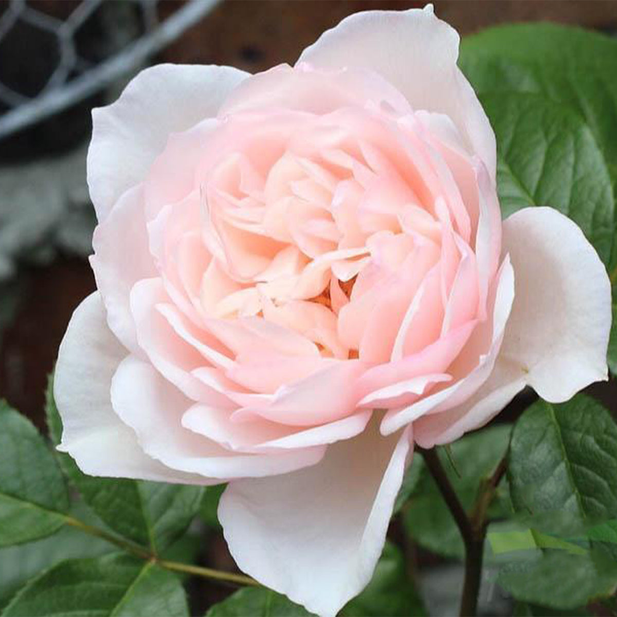 Lady Una Japanese Florist Shrub Rose