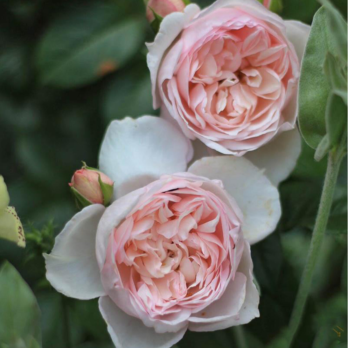 Lady Una Japanese Florist Shrub Rose