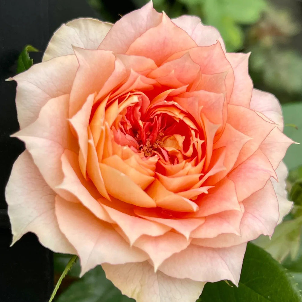 Lanterne Citrouille French Florist Shrub Rose