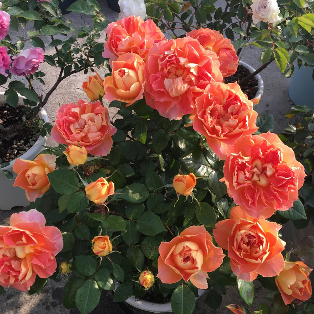 Lanterne Citrouille French Florist Shrub Rose