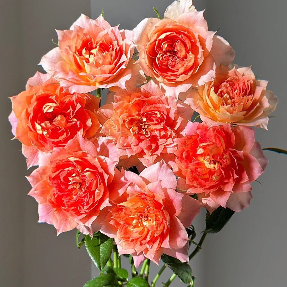 Lanterne Citrouille French Florist Shrub Rose