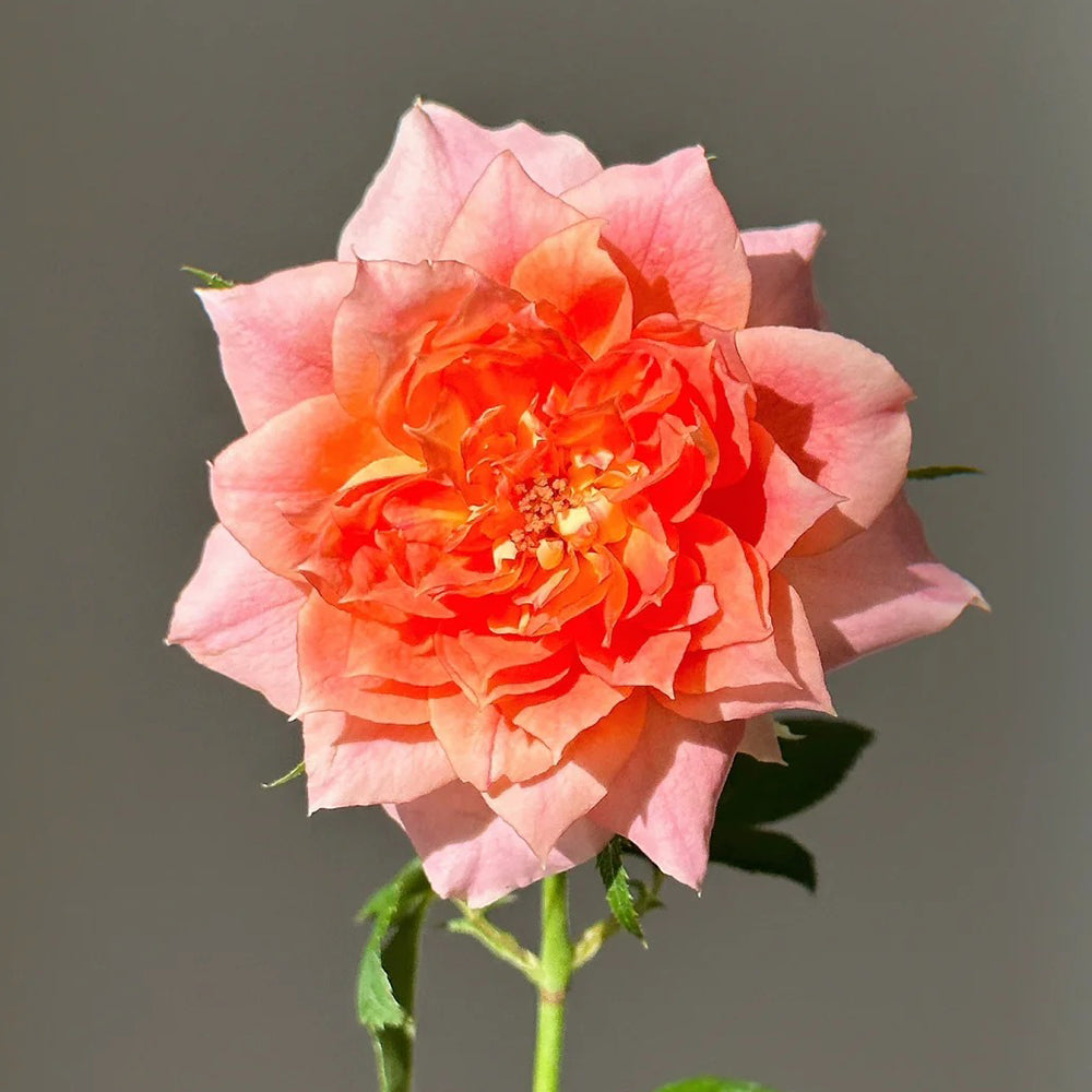 Lanterne Citrouille French Florist Shrub Rose