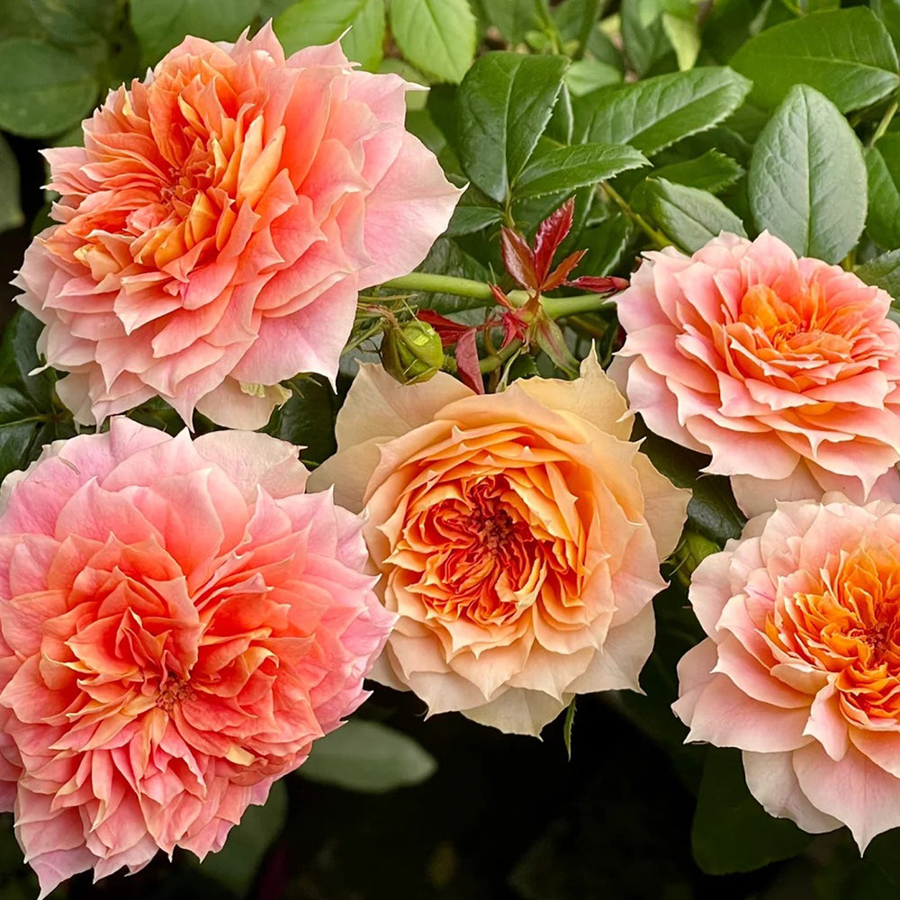 Lanterne Citrouille French Florist Shrub Rose