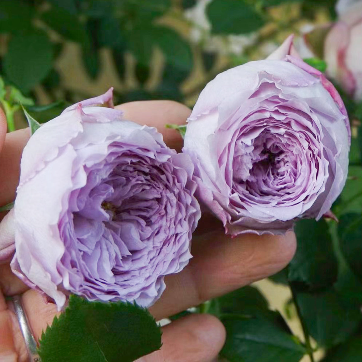 Lapis Lazuli Japanese Florist Shrub Rose – Highgarden Roses