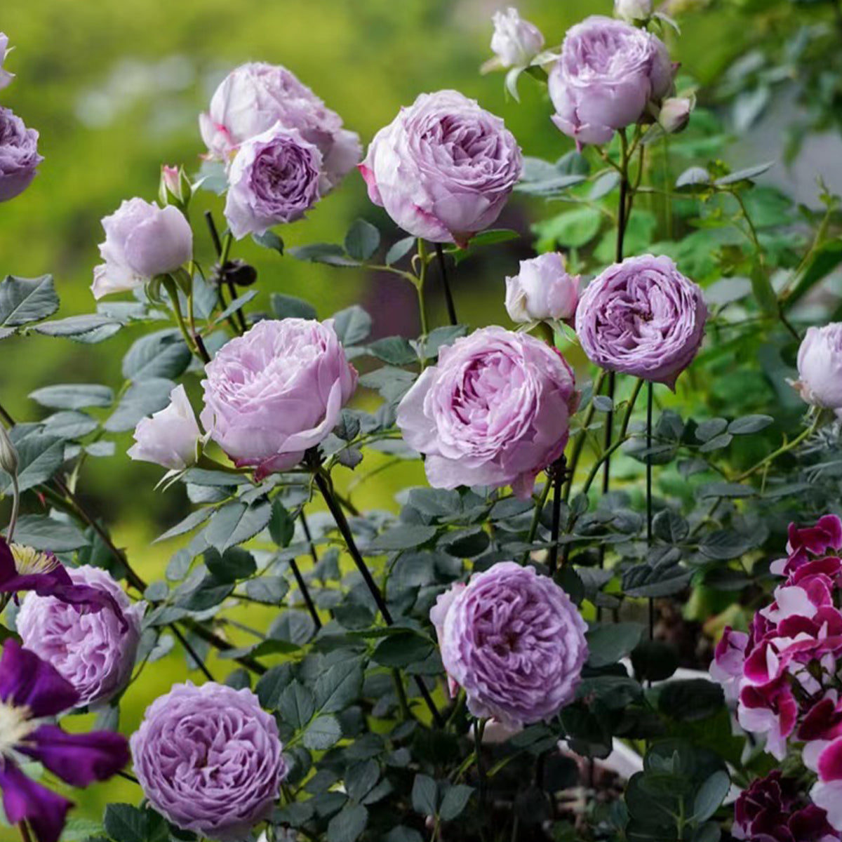 Lapis Lazuli Japanese Florist Shrub Rose – Highgarden Roses