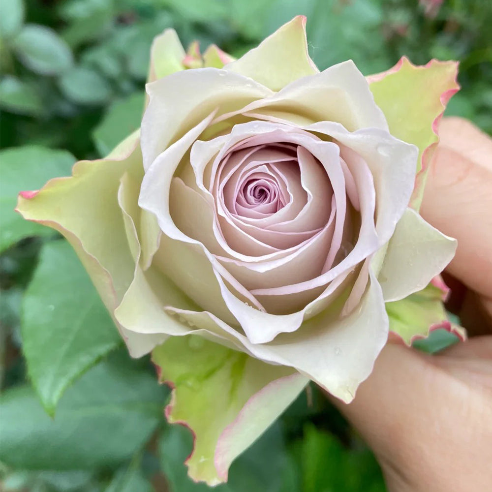 Lapis Veil Japanese Florist Shrub Rose