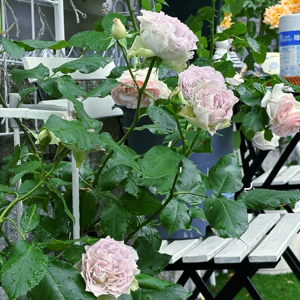 Lapis Veil Japanese Florist Shrub Rose – Highgarden Roses