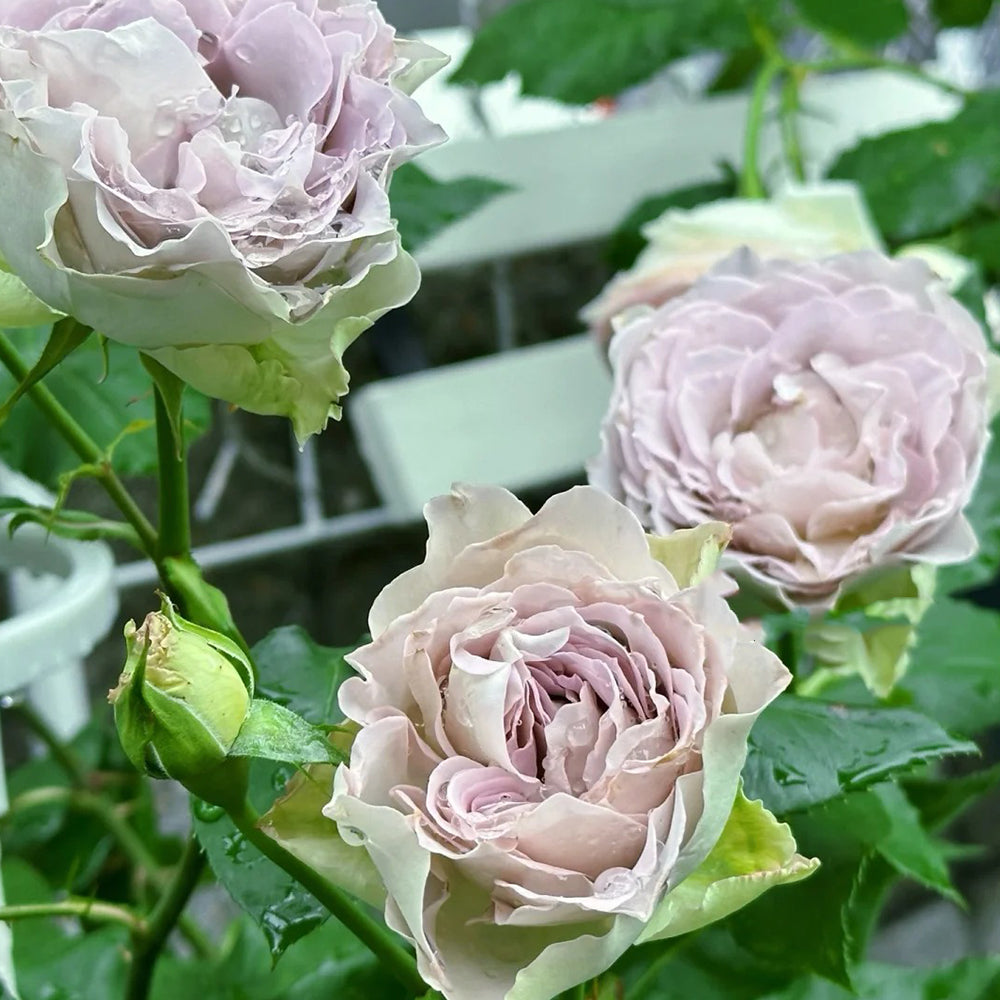 Lapis Veil Japanese Florist Shrub Rose