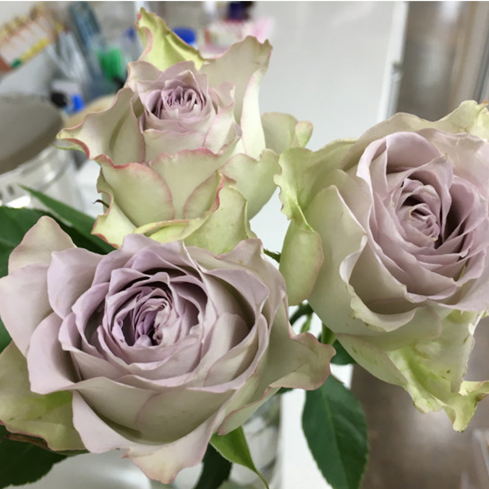 Lapis Veil Japanese Florist Shrub Rose – Highgarden Roses