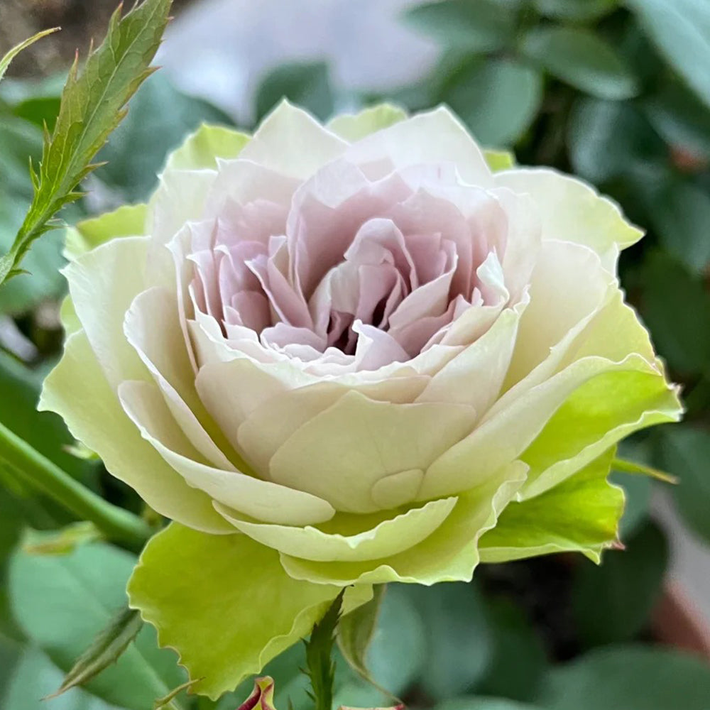 Lapis Veil Japanese Florist Shrub Rose – Highgarden Roses
