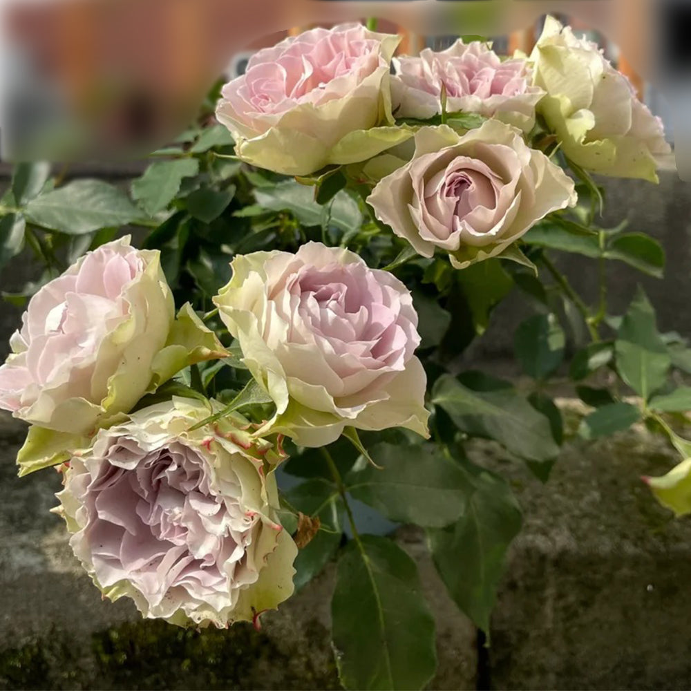 Lapis Veil Japanese Florist Shrub Rose – Highgarden Roses