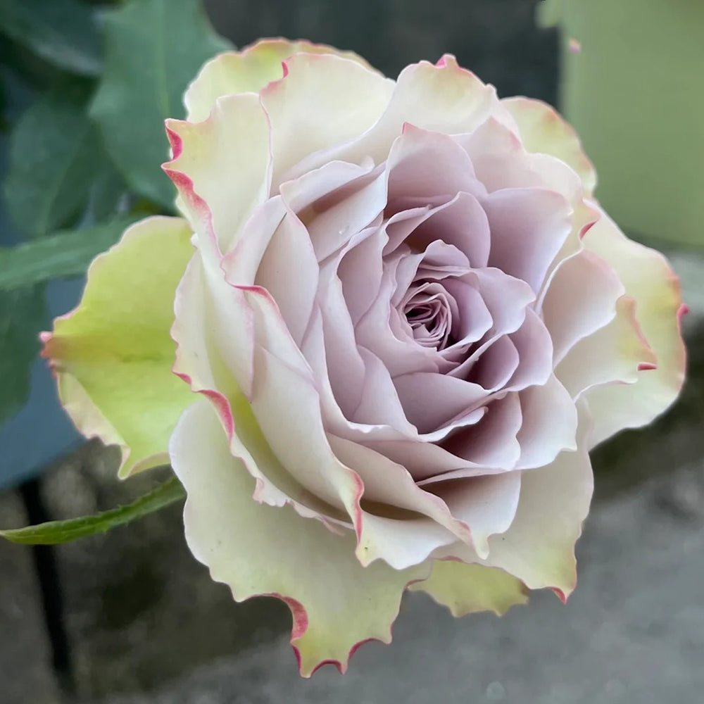 Lapis Veil Japanese Florist Shrub Rose