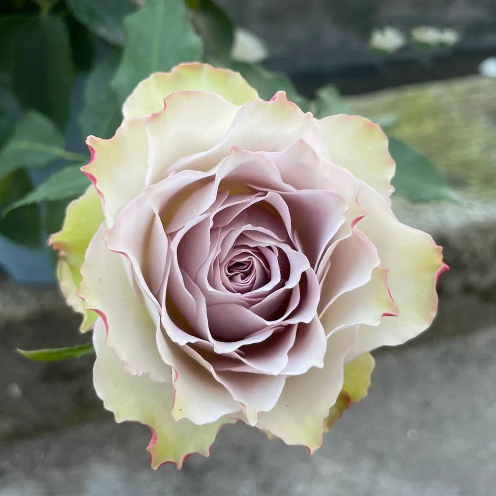 Lapis Veil Japanese Florist Shrub Rose