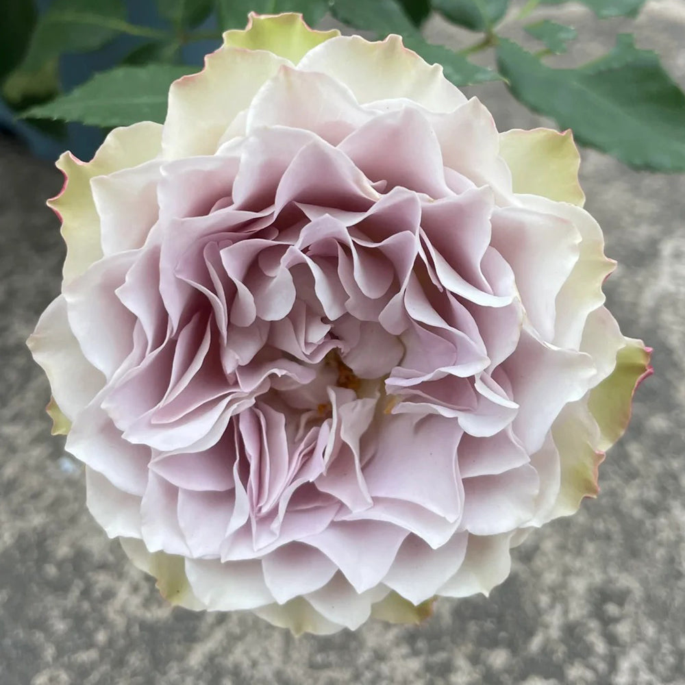 トップス Rose Lapis Veil Japanese Florist Shrub Rose – Highgarden Roses