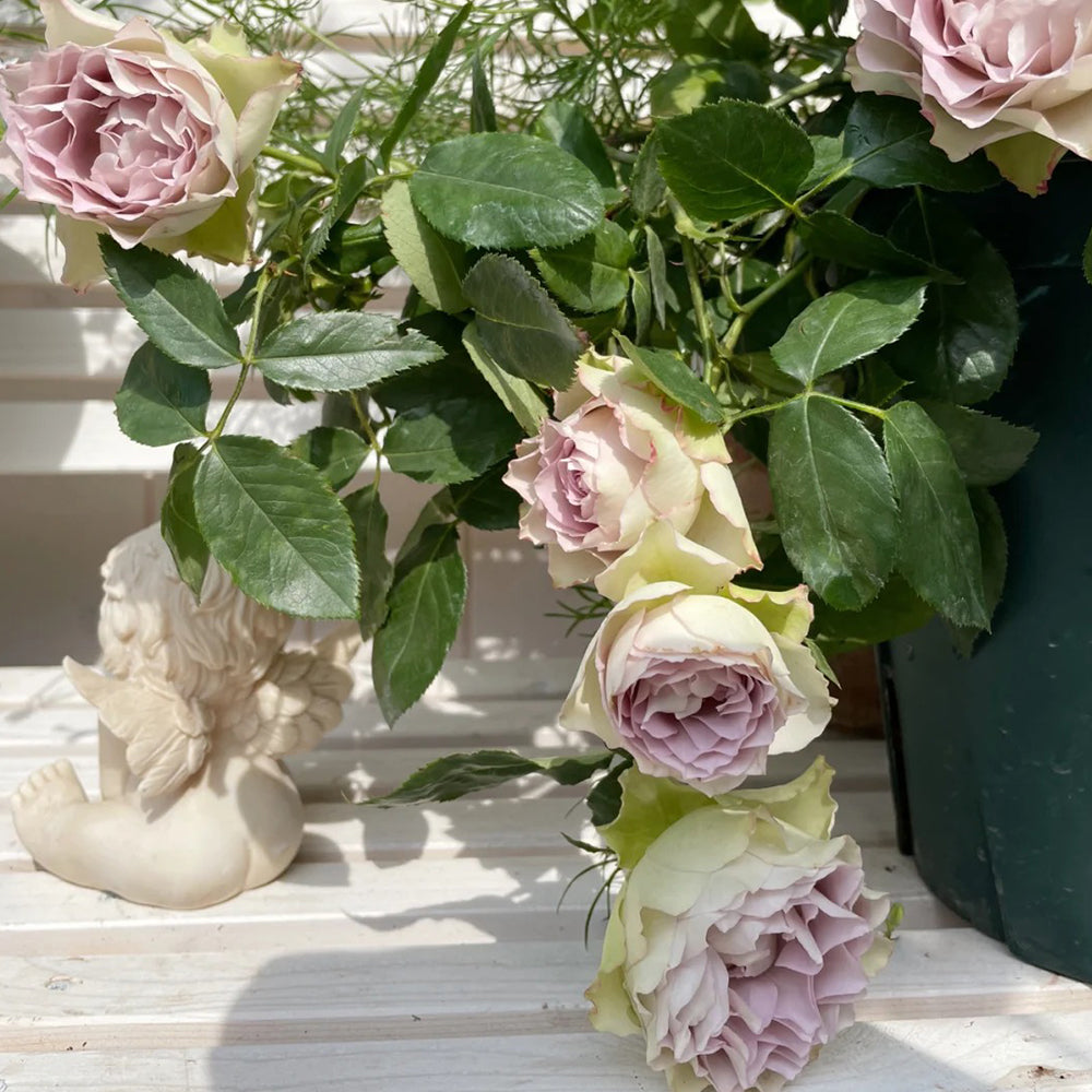 Lapis Veil Japanese Florist Shrub Rose – Highgarden Roses