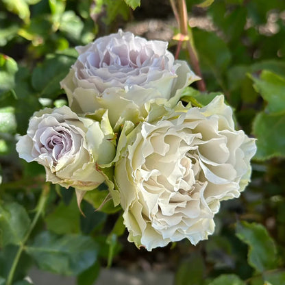 Lapis Veil Japanese Florist Shrub Rose