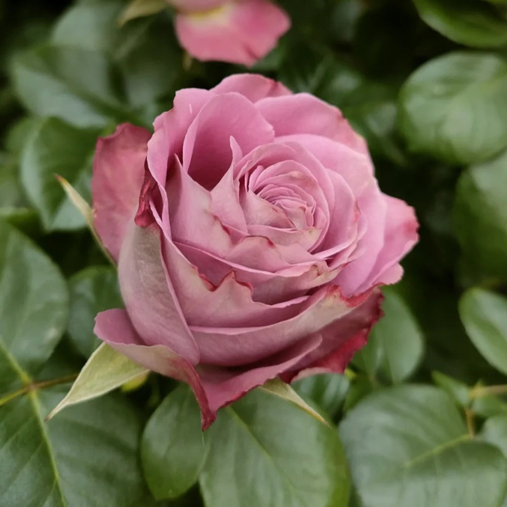 Last Night on Earth Japanese Florist Shrub Rose – Highgarden