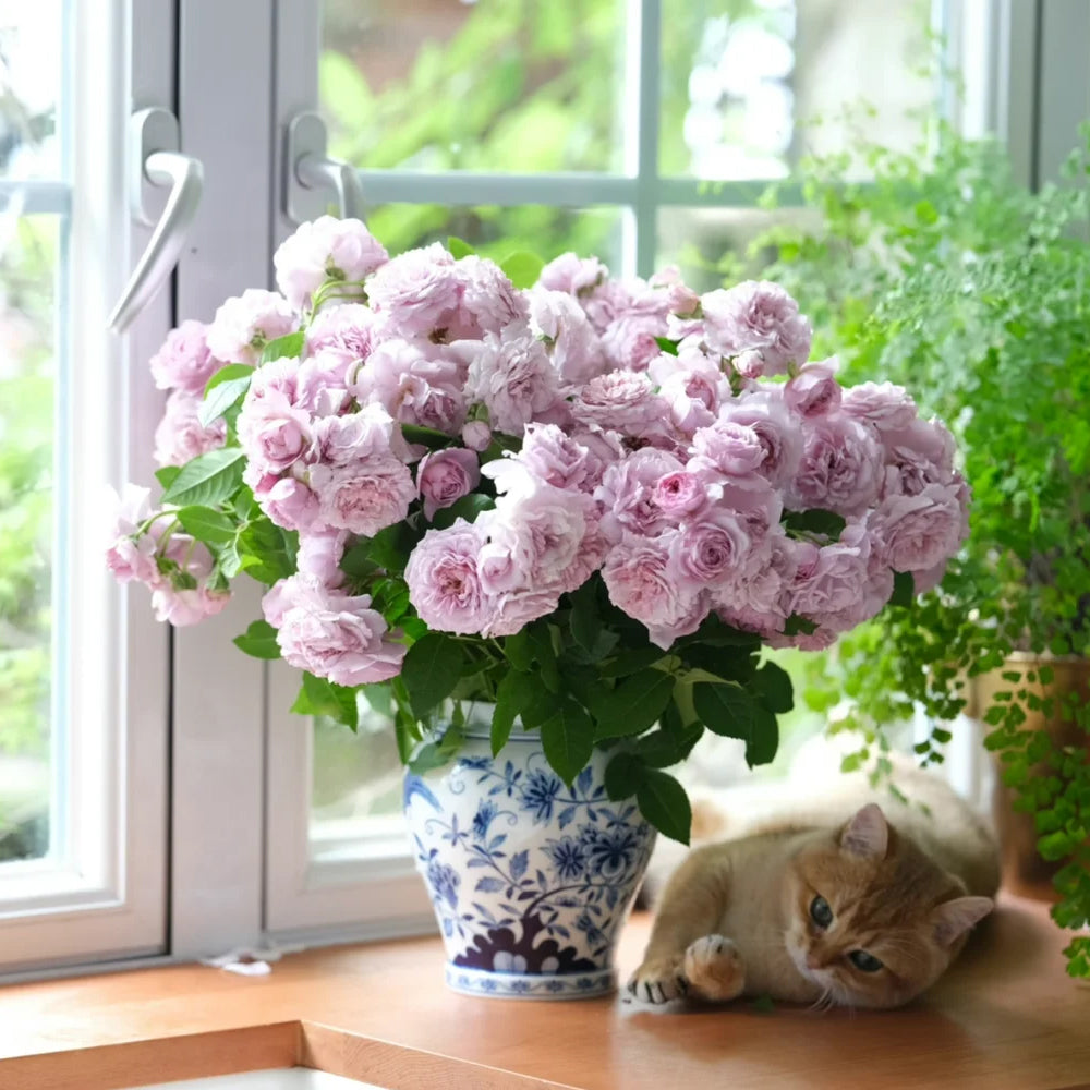 buke★ラベンダー、ローズ Lavender Bouquet Japanese Florist Climbing Rose For Sale