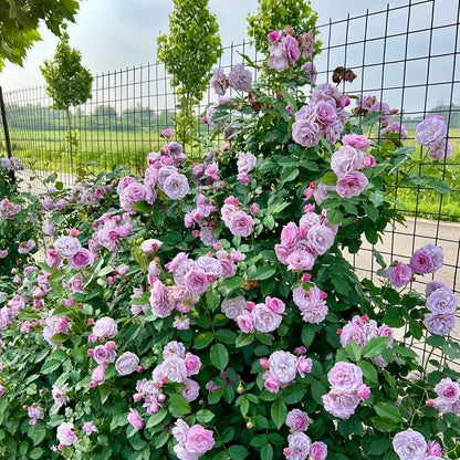 Lavender Bouquet Japanese Florist Climbing Rose