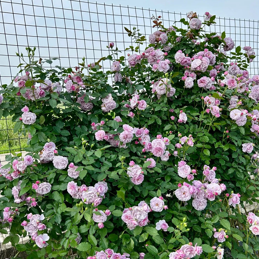 Lavender Bouquet Japanese Florist Climbing Rose