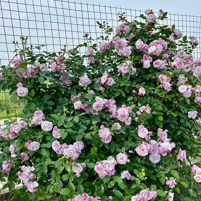 Lavender Bouquet Japanese Florist Climbing Rose