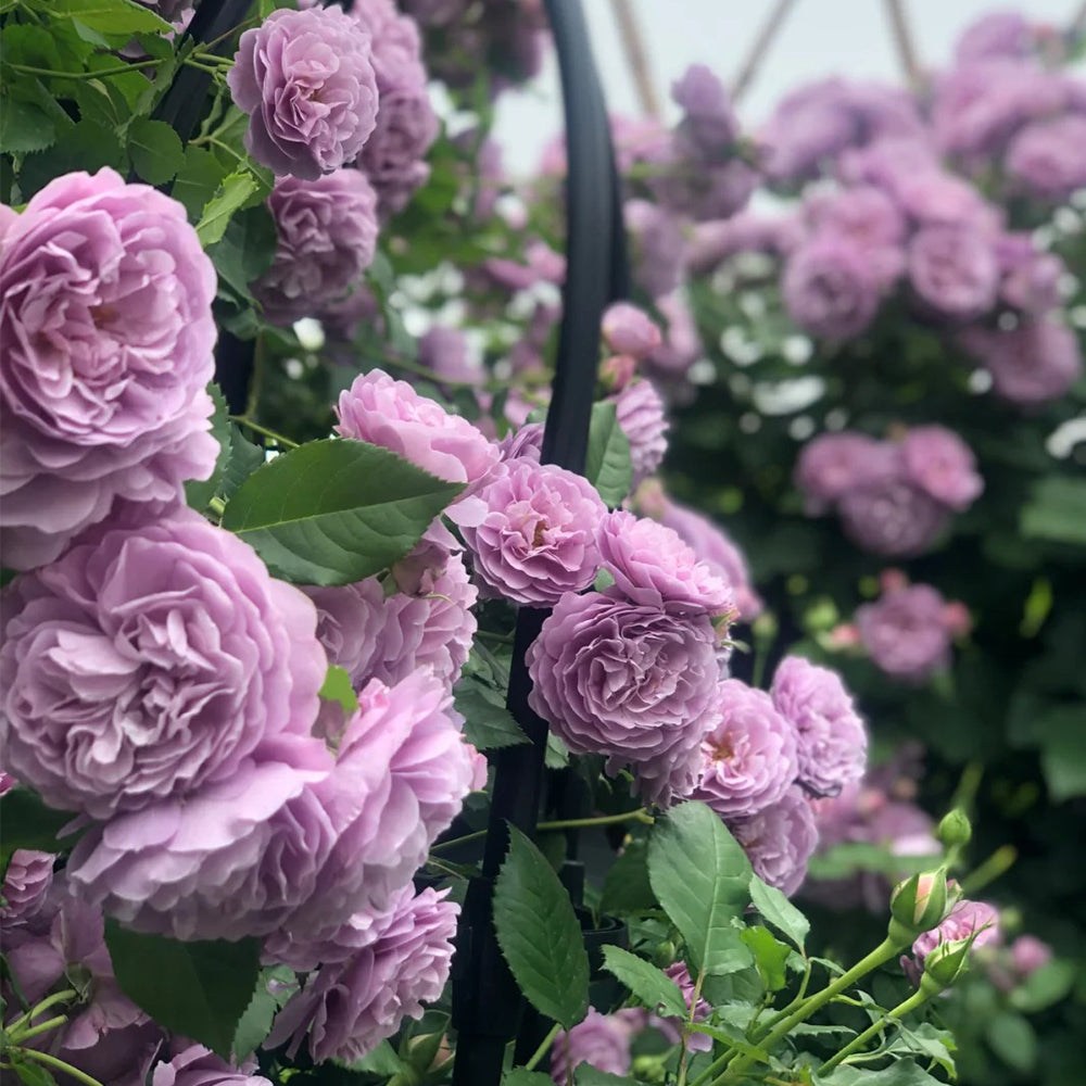 Lavender Bouquet Japanese Florist Climbing Rose For Sale
