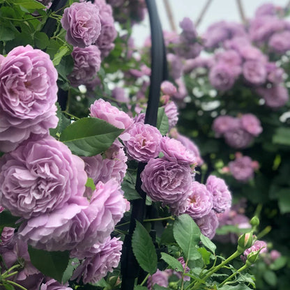 Lavender Bouquet Japanese Florist Climbing Rose