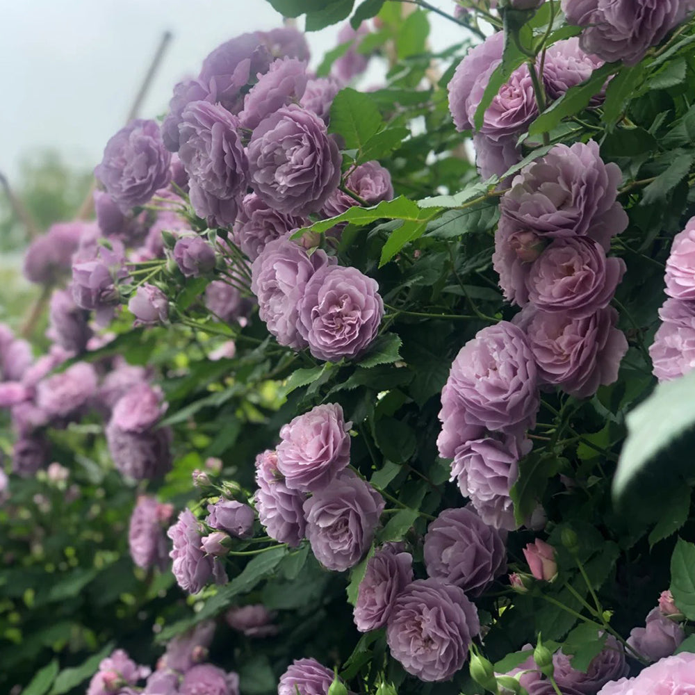 Lavender Bouquet Japanese Florist Climbing Rose