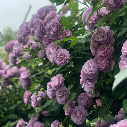 Lavender Bouquet Japanese Florist Climbing Rose