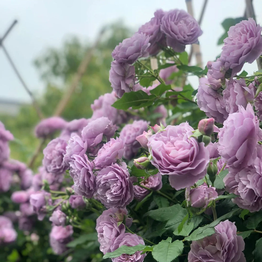 buke★ラベンダー、ローズ Lavender Bouquet Japanese Florist Climbing Rose For Sale
