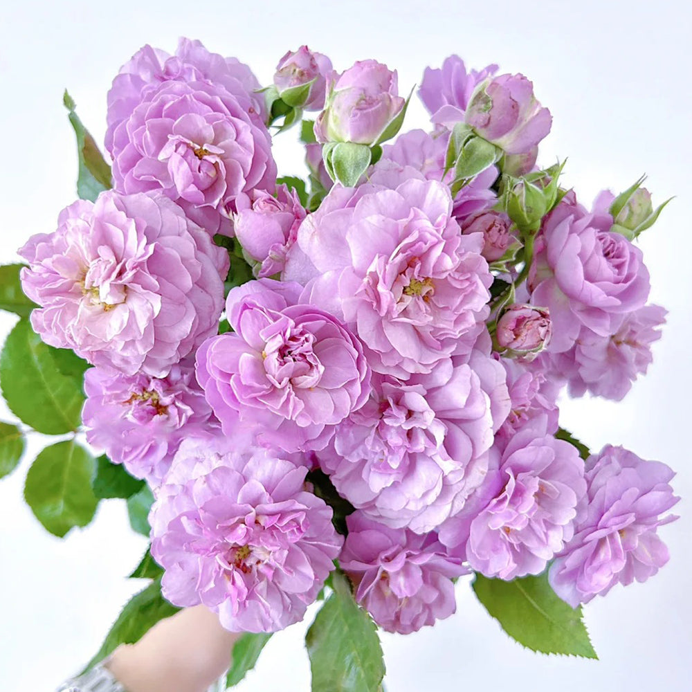 Lavender Bouquet Japanese Florist Climbing Rose