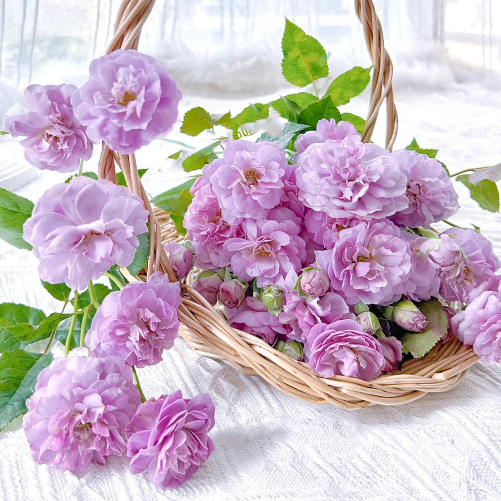 Lavender Bouquet Japanese Florist Climbing Rose