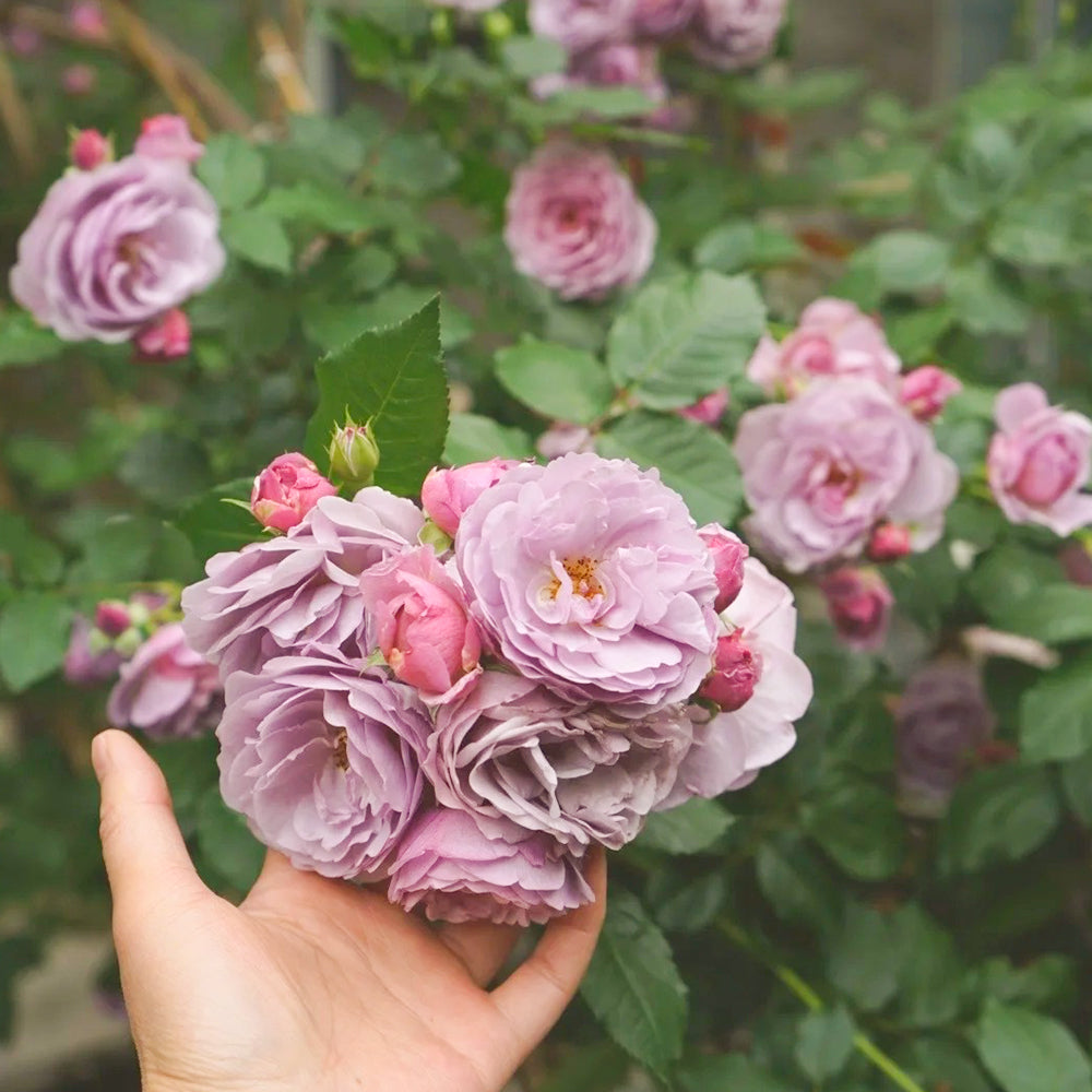 buke★ラベンダー、ローズ Lavender Bouquet Japanese Florist Climbing Rose For Sale