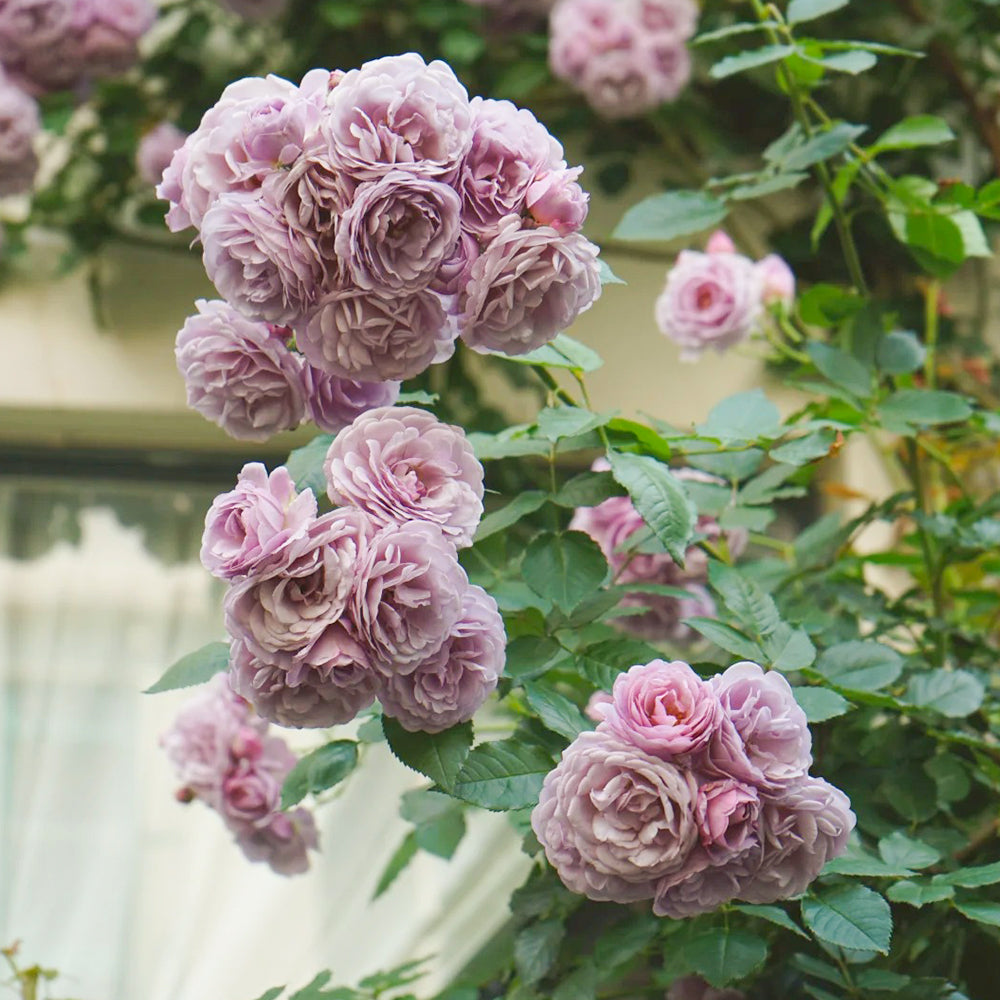 Lavender Bouquet Japanese Florist Climbing Rose For Sale