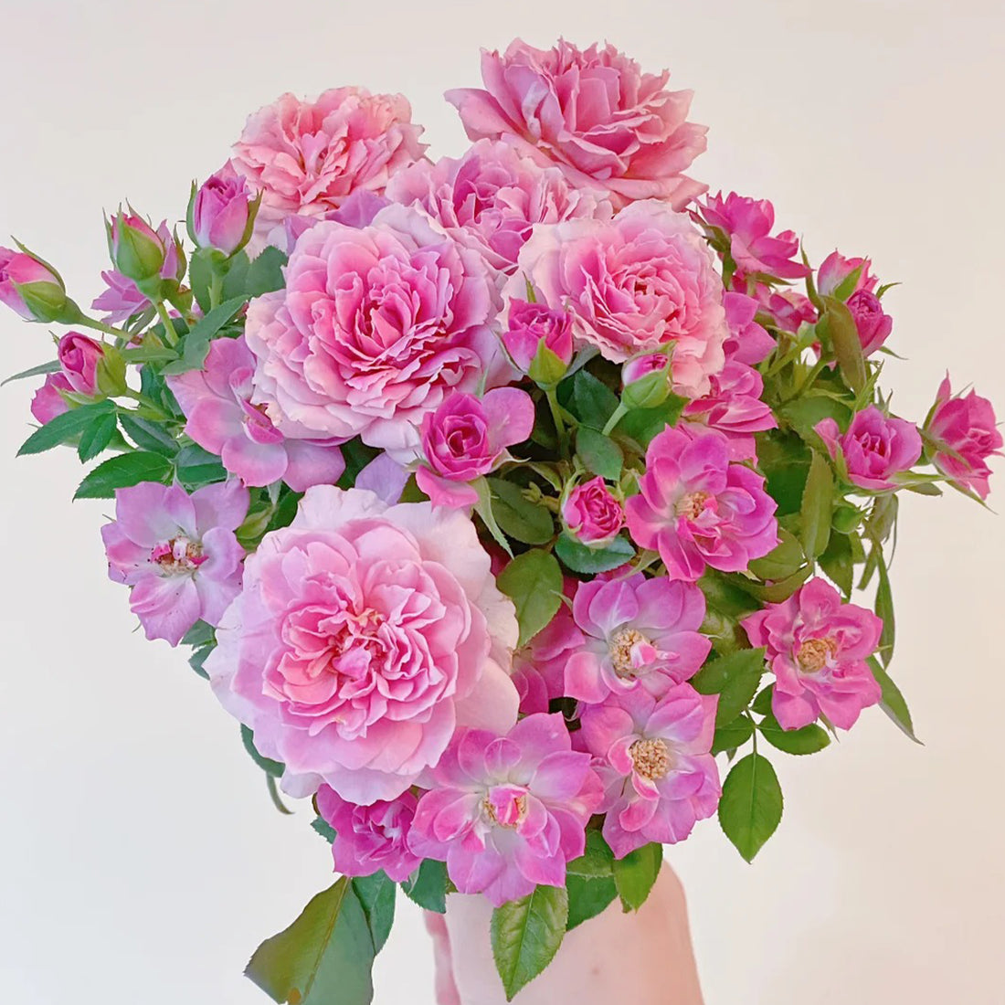 Lavender Flower Circus German Florist Shrub Rose