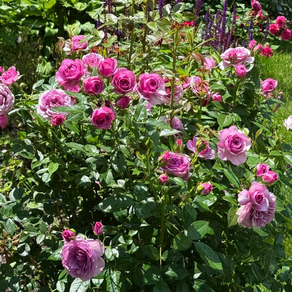 Lavender Flower Circus German Florist Shrub Rose