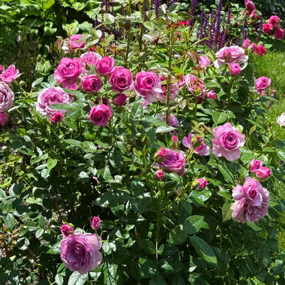 Lavender Flower Circus German Florist Shrub Rose