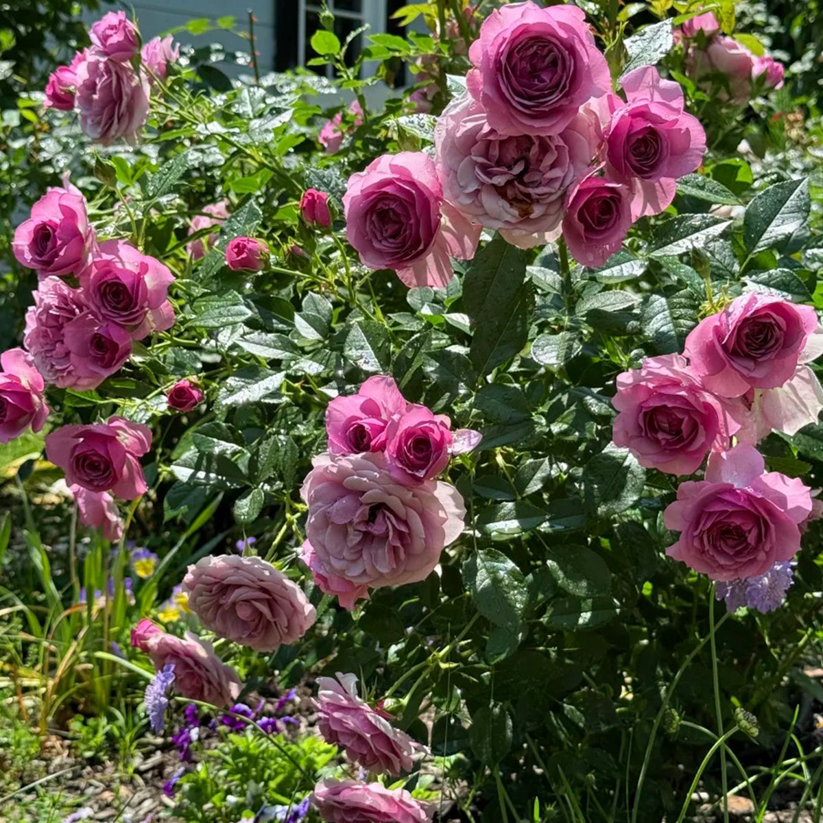 Lavender Flower Circus German Florist Shrub Rose