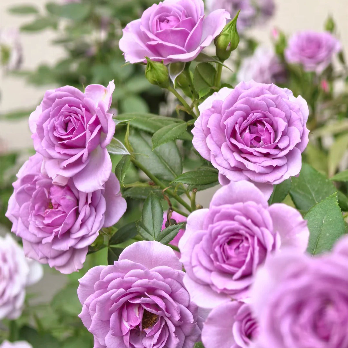 Lavender Flower Circus German Florist Shrub Rose