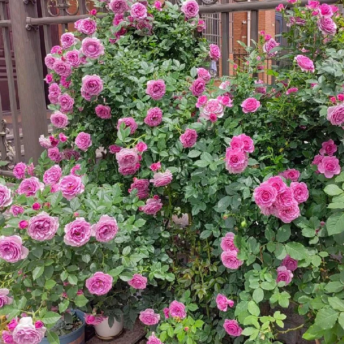 Lavender Flower Circus German Florist Shrub Rose