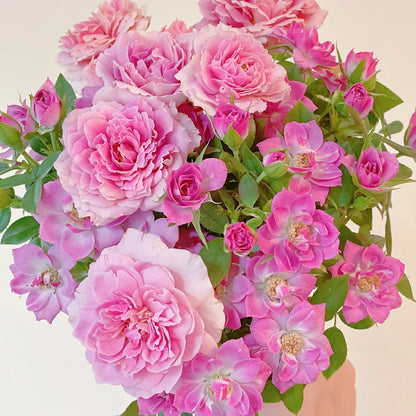 Lavender Flower Circus German Florist Shrub Rose