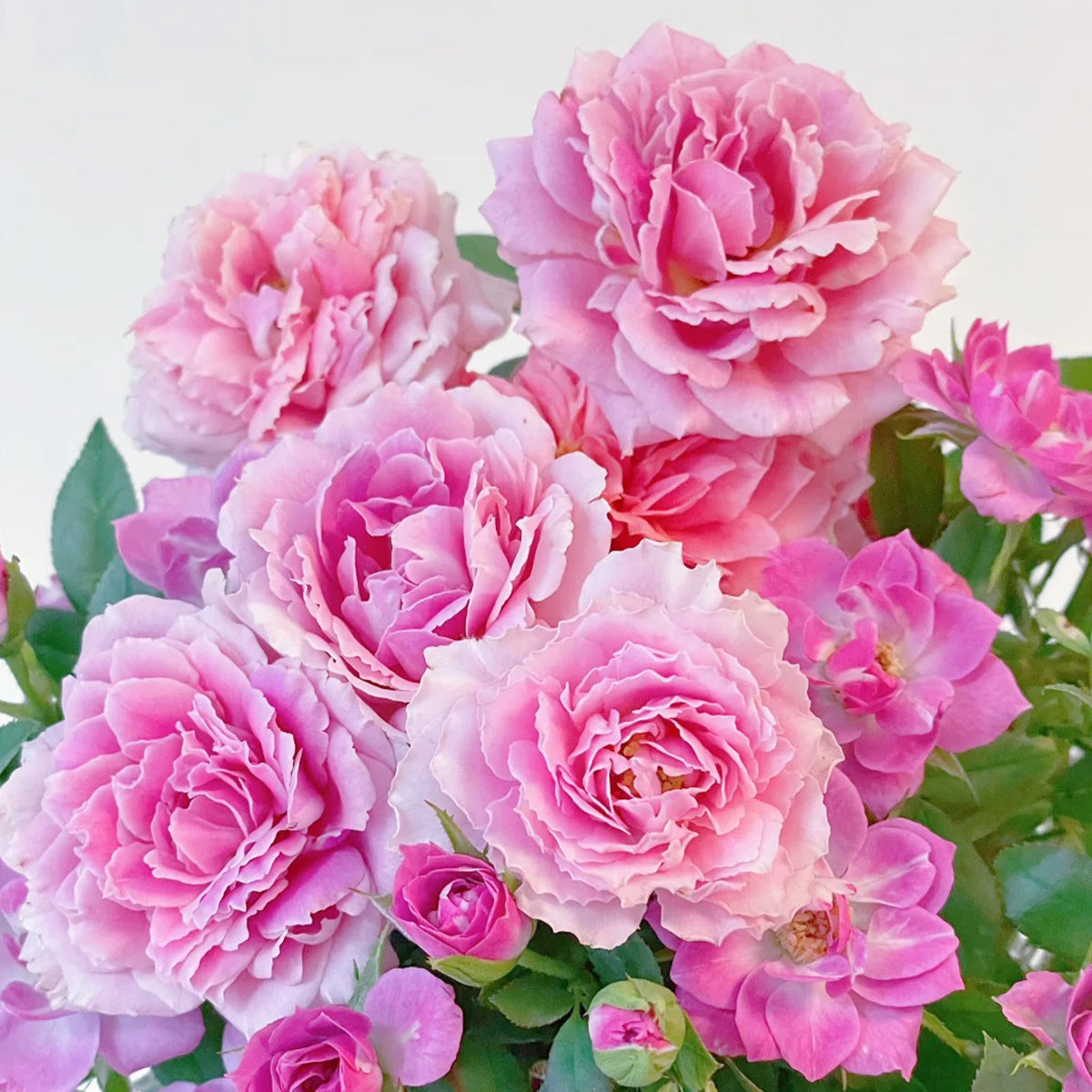 Lavender Flower Circus German Florist Shrub Rose
