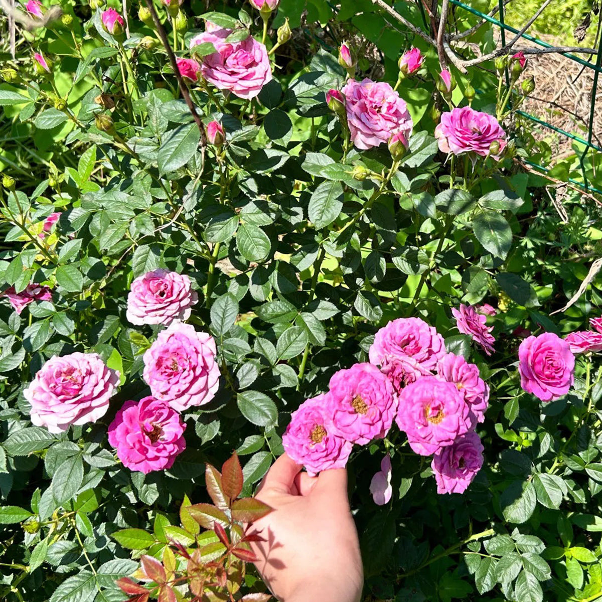 Lavender Flower Circus German Florist Shrub Rose