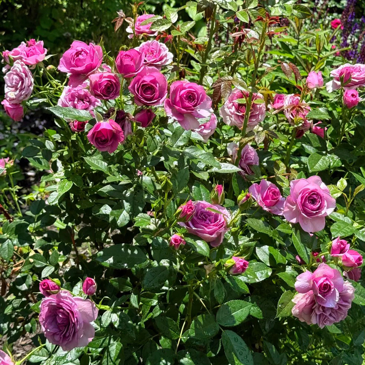 Lavender Flower Circus German Florist Shrub Rose