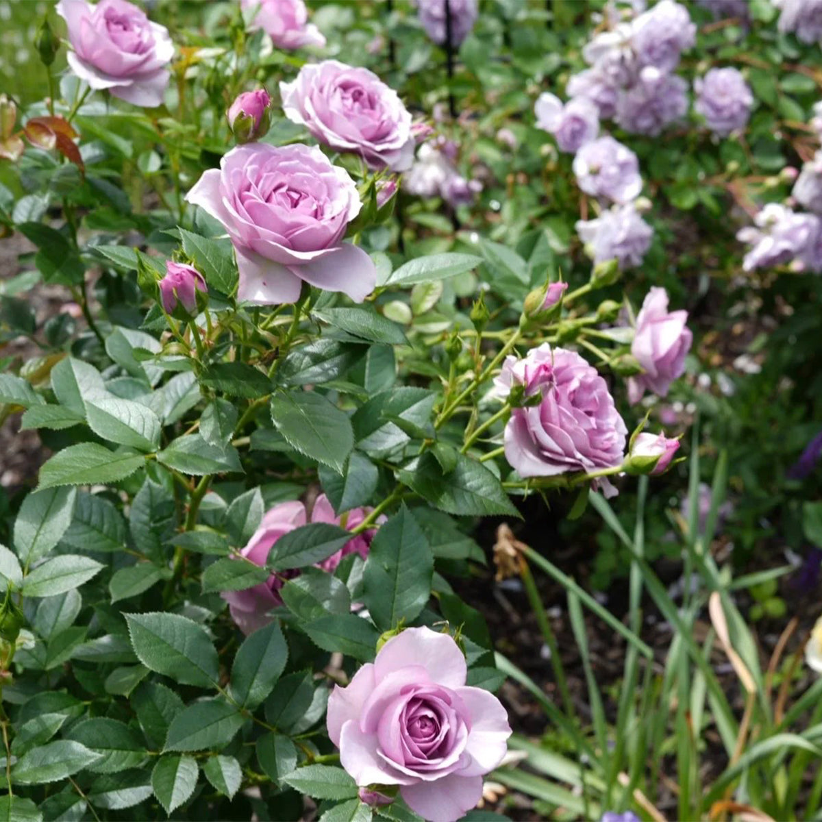 Lavender Flower Circus German Florist Shrub Rose