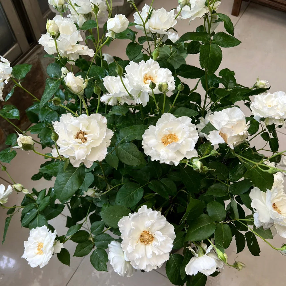 BLANC..B0014 47口23-145 ROSY BRN / L.BRN Le Blanc Japanese Florist Shrub Rose – Highgarden Roses