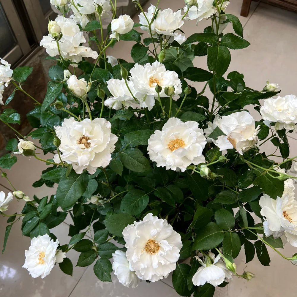 Le Blanc Japanese Florist Shrub Rose