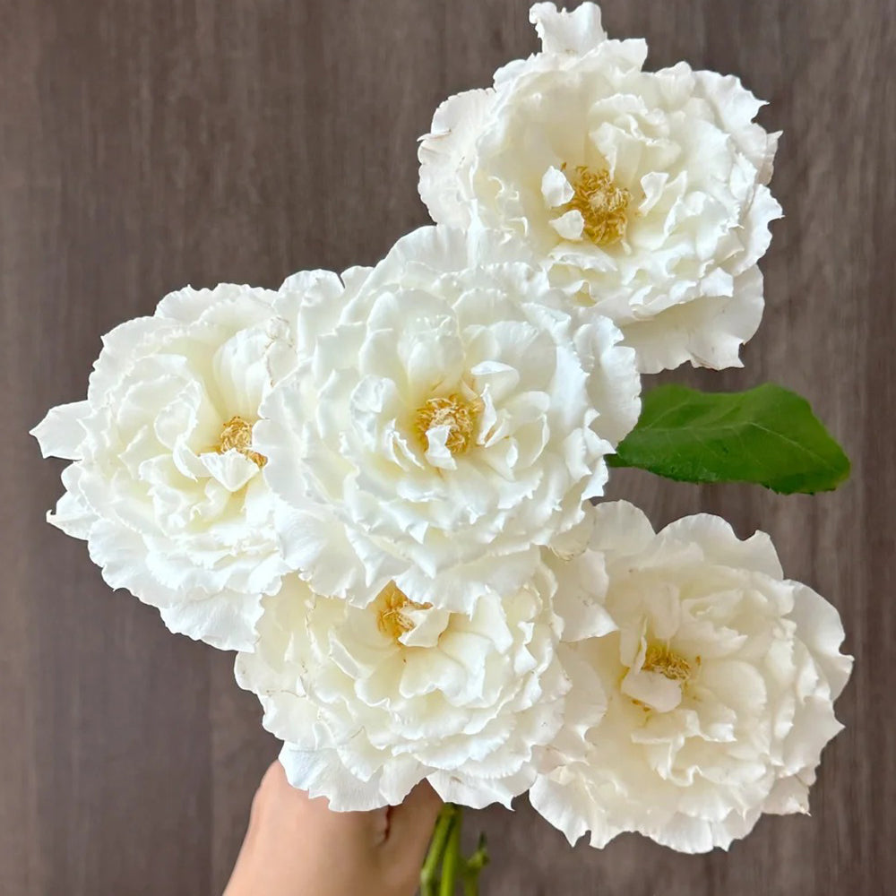 Le Blanc Japanese Florist Shrub Rose – Highgarden Roses