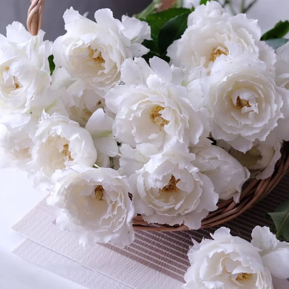 Le Blanc Japanese Florist Shrub Rose