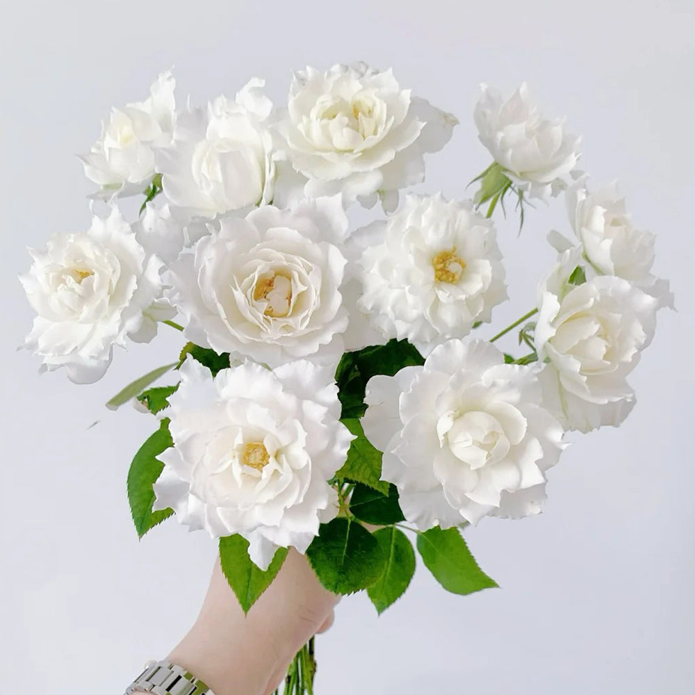 Le Blanc Japanese Florist Shrub Rose